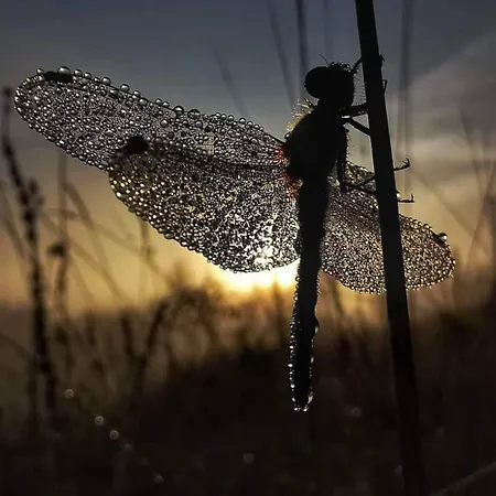 La Aux Pommes - Poupehan Sur Semois Appartement *
