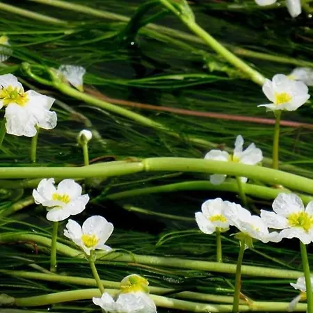 Appartement La Aux Pommes - Poupehan Sur Semois Bouillon