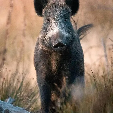 La Aux Pommes - Poupehan Sur Semois Appartement *