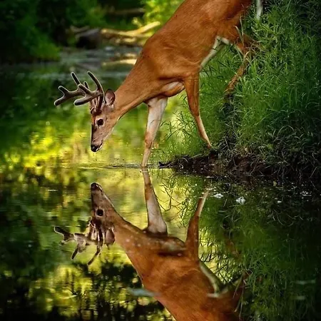Appartement La Aux Pommes - Poupehan Sur Semois