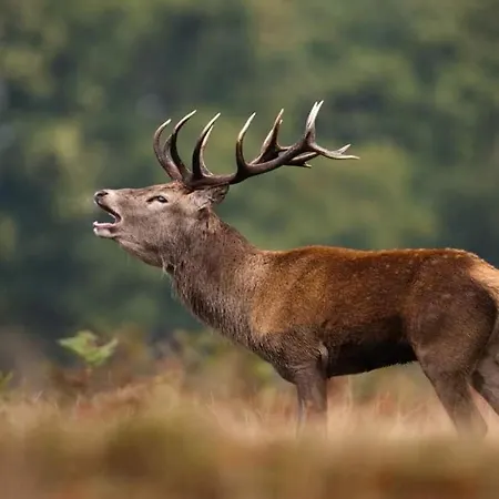 La Aux Pommes - Poupehan Sur Semois *